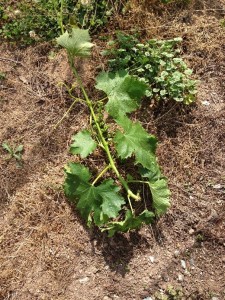 ピオーネ実習2回目　2